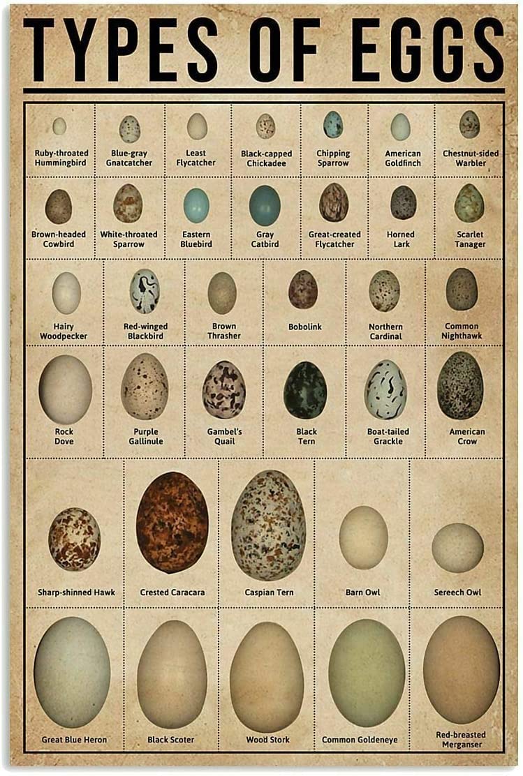 Haosensix Types of Eggs Metal Tin Sign knowledge Graph Fun World Education Science Classroom Infographic Retro Poster Bar Coffee Shop Wall Retro Poster 8x12 Inch