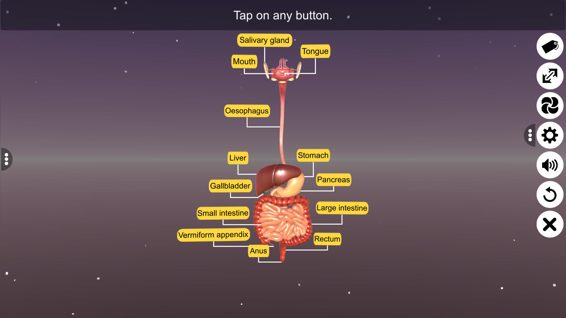 Human Digestive System - App on Amazon Appstore