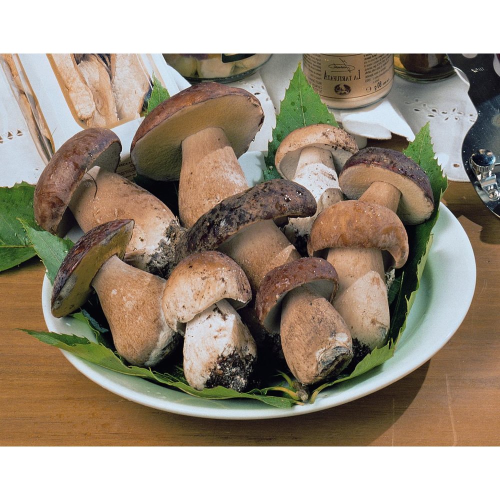 Amazon.co.jp: 地中海フーズ 乾燥ポルチーニ高級 20g : 食品・飲料・お酒