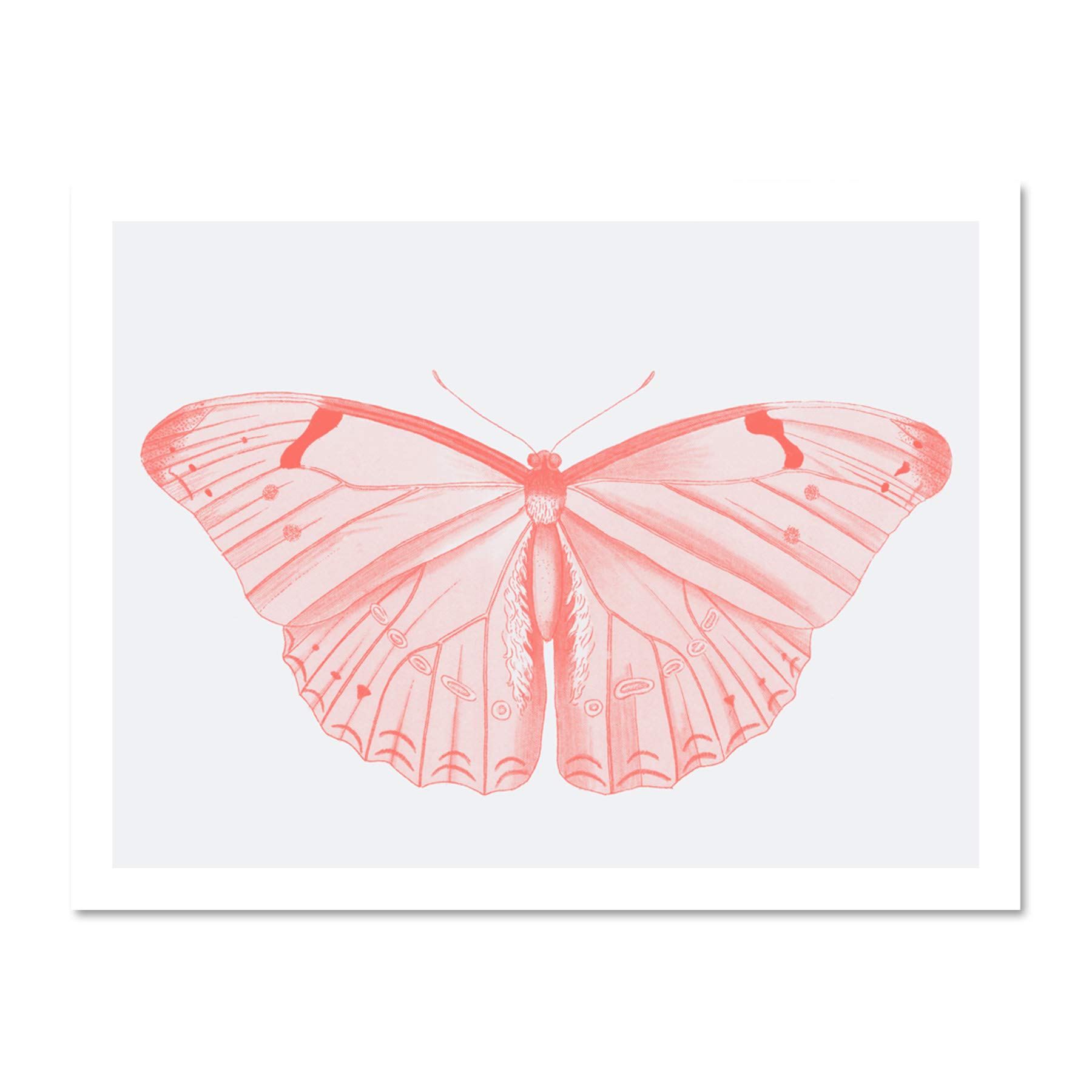 Wee Blue Coo Living Coral Butterfly Large White Framed Art Print Wall Poster 18x24 inch