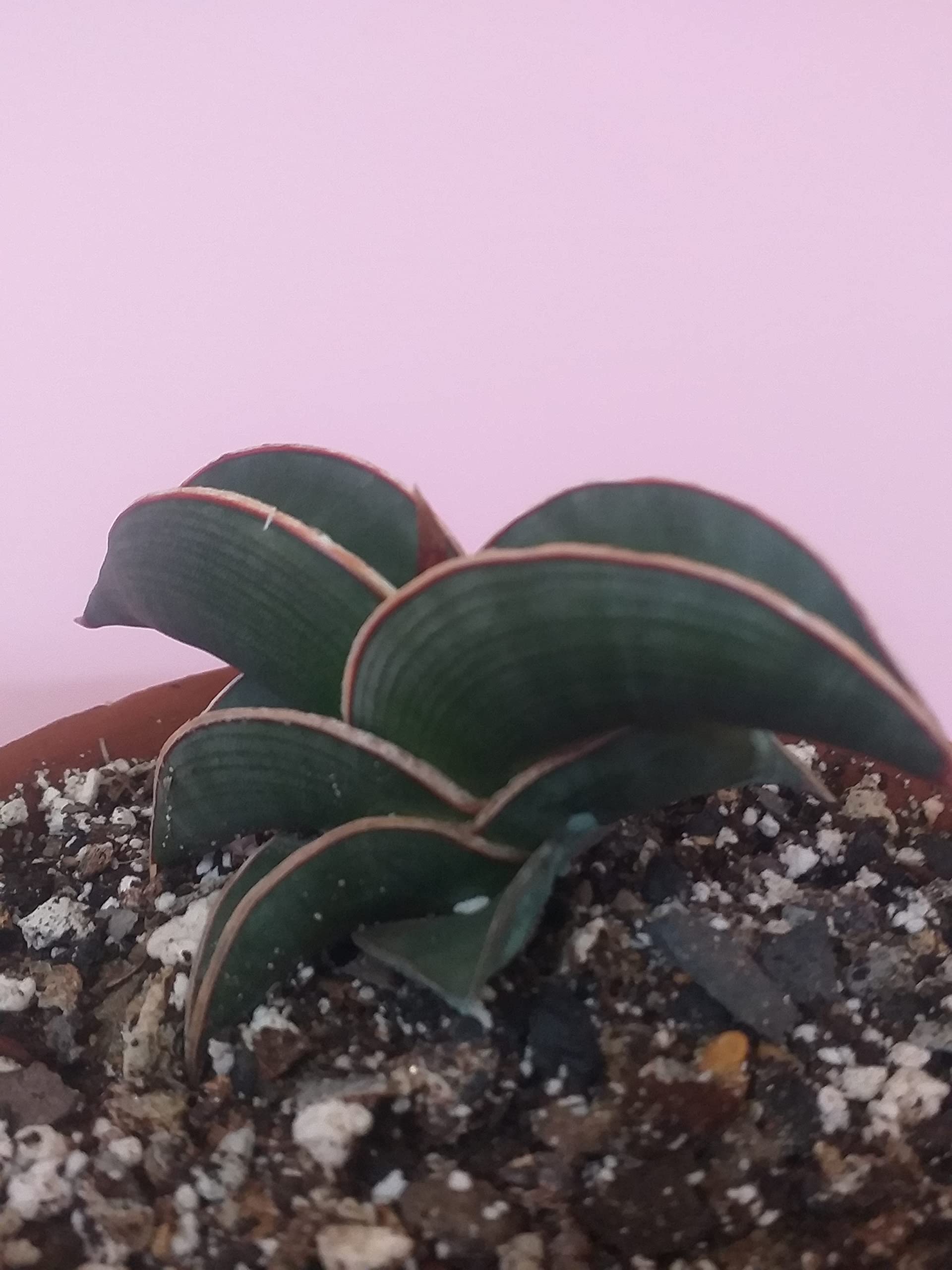 dragon's blood succulent Sedum spurium 'Dragon's Blood' 2 Inch main image 1