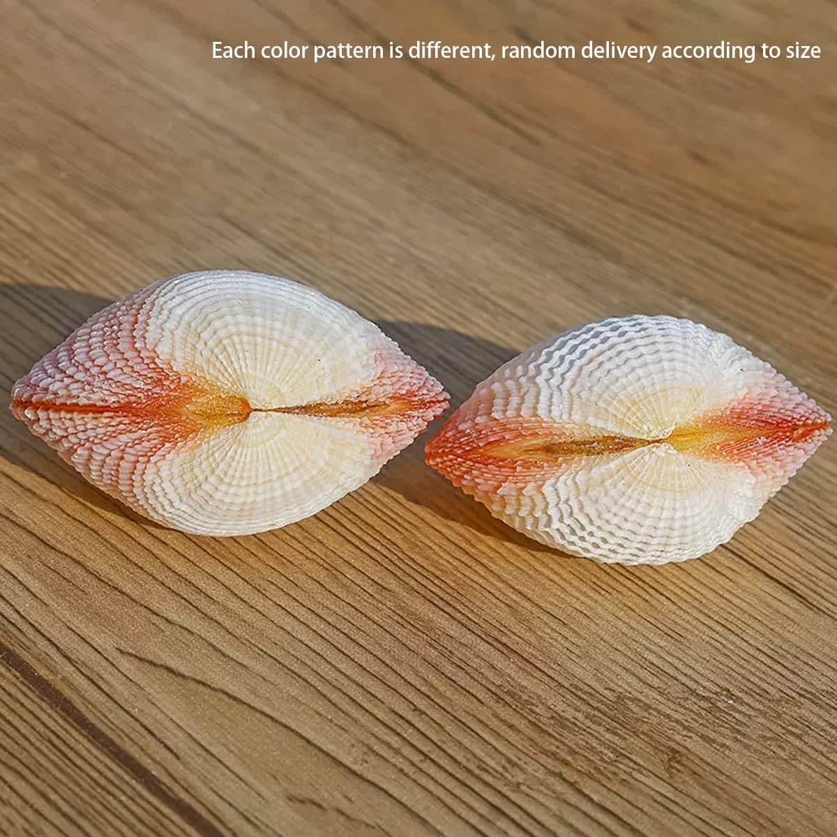 Shells Natural Conch Shell Ocean Conch Seashells for Wedding Decor Beach Theme Party(6CM)