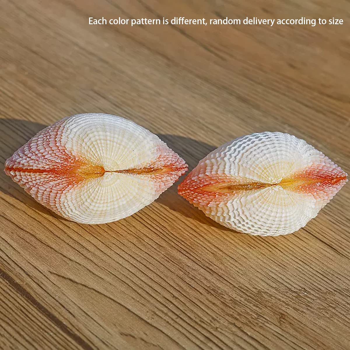 Muscheln