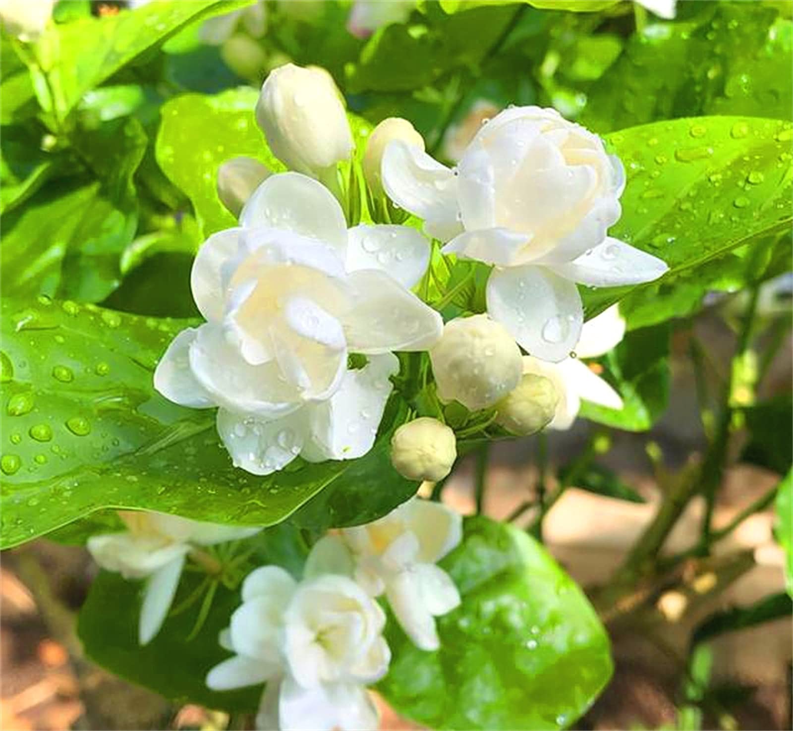 Rare Growing Jasmine Seeds Wild Flower Seed Meadow Grow Fast for Planting Now UK Cosmos Seeds Strong Vitality-1000 pcs