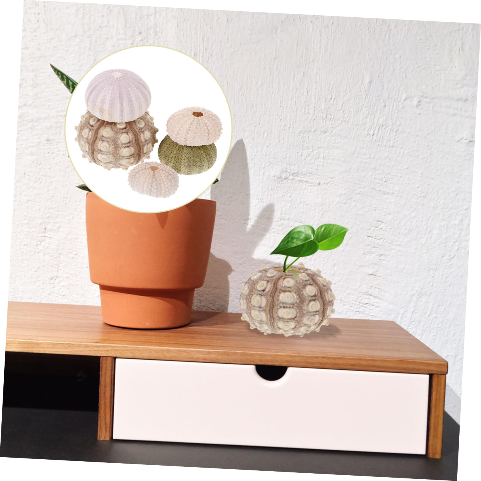 YARNOW 3 Set Decorazione di Ricci di Mare Conchiglie di Ricci di Mare Fondo Bonsai Naturale Porta Piante Ad Aria Piccolo Contenitore Esemplare di Riccio Monello Conchiglia 5 Pezzi*3
