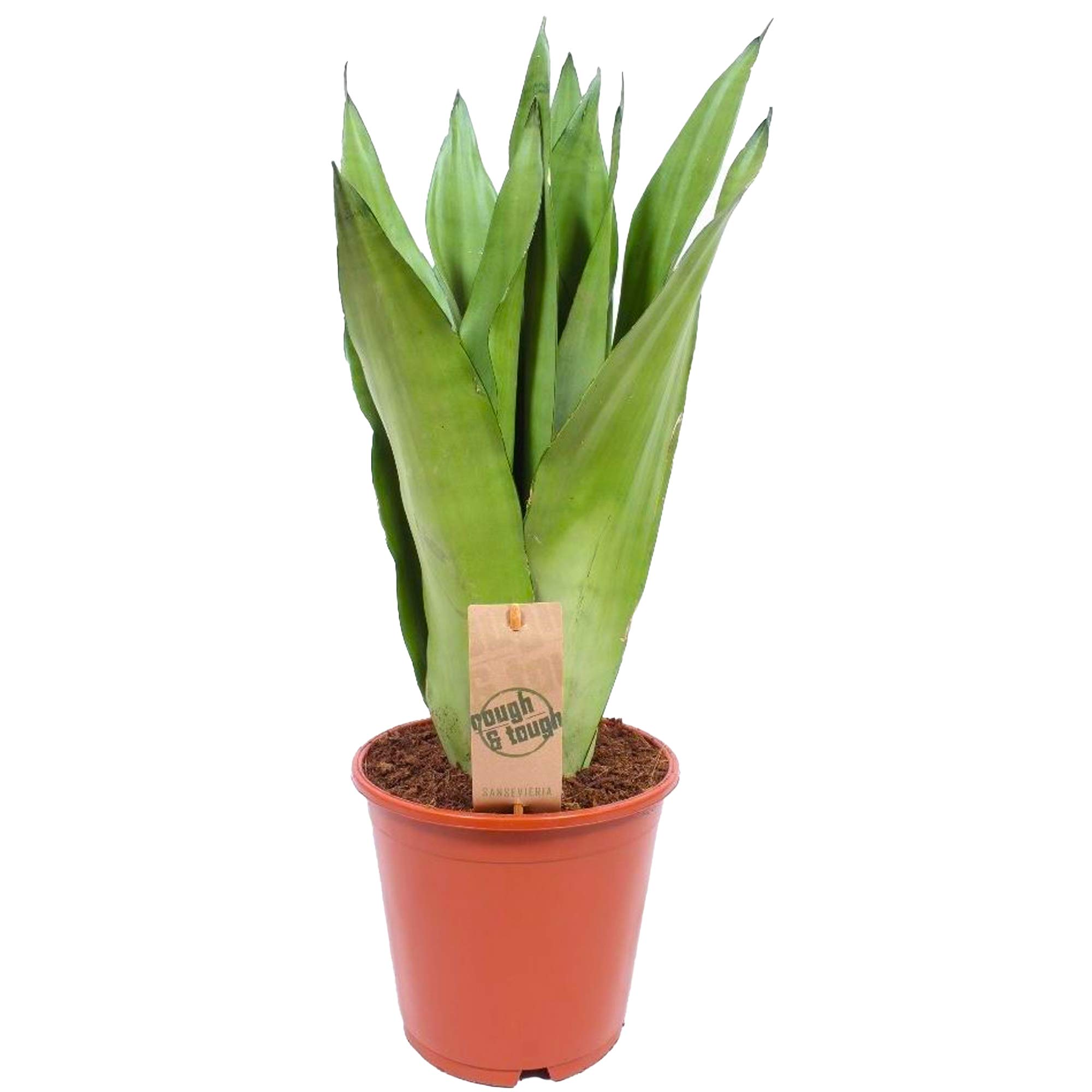 Sansevieria Moonshine (Pianta Serpente) – Pianta Da Interno Purificante, In Vaso 17cm
