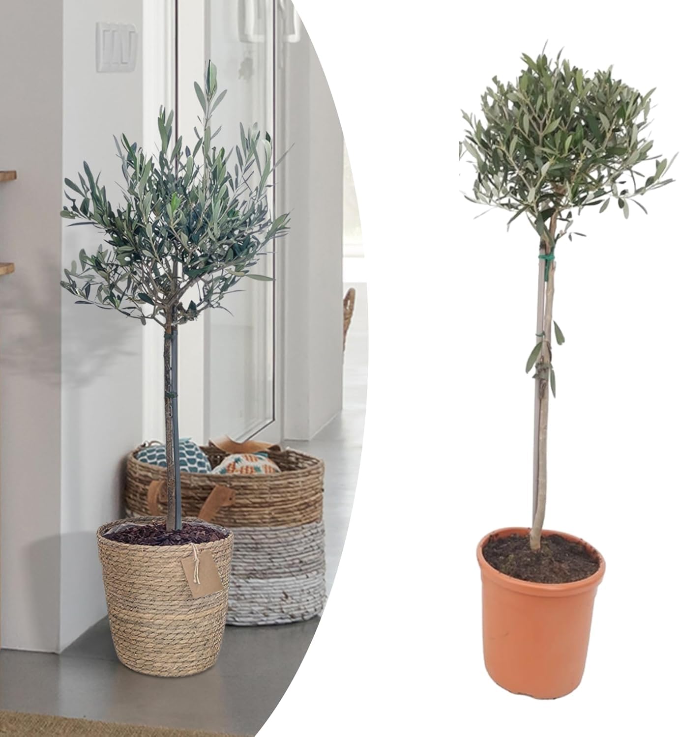 Happy Plants Olea Europaea Olivenbaum I 75 cm x 17 cm, Oliven Baum  Winterhart klein Pflanze Zimmerpflanze Balkonpflanzen Bonsai, Olive Tree  Mediterran, frisch aus unserer Grtnerei (ohne Topf) : Amazon.de: Garten