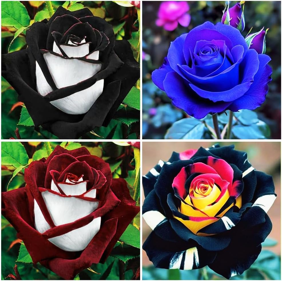 Amazon.com : 80+ Rare Multi Colorful Rainbow Rose Flower Seeds for ...