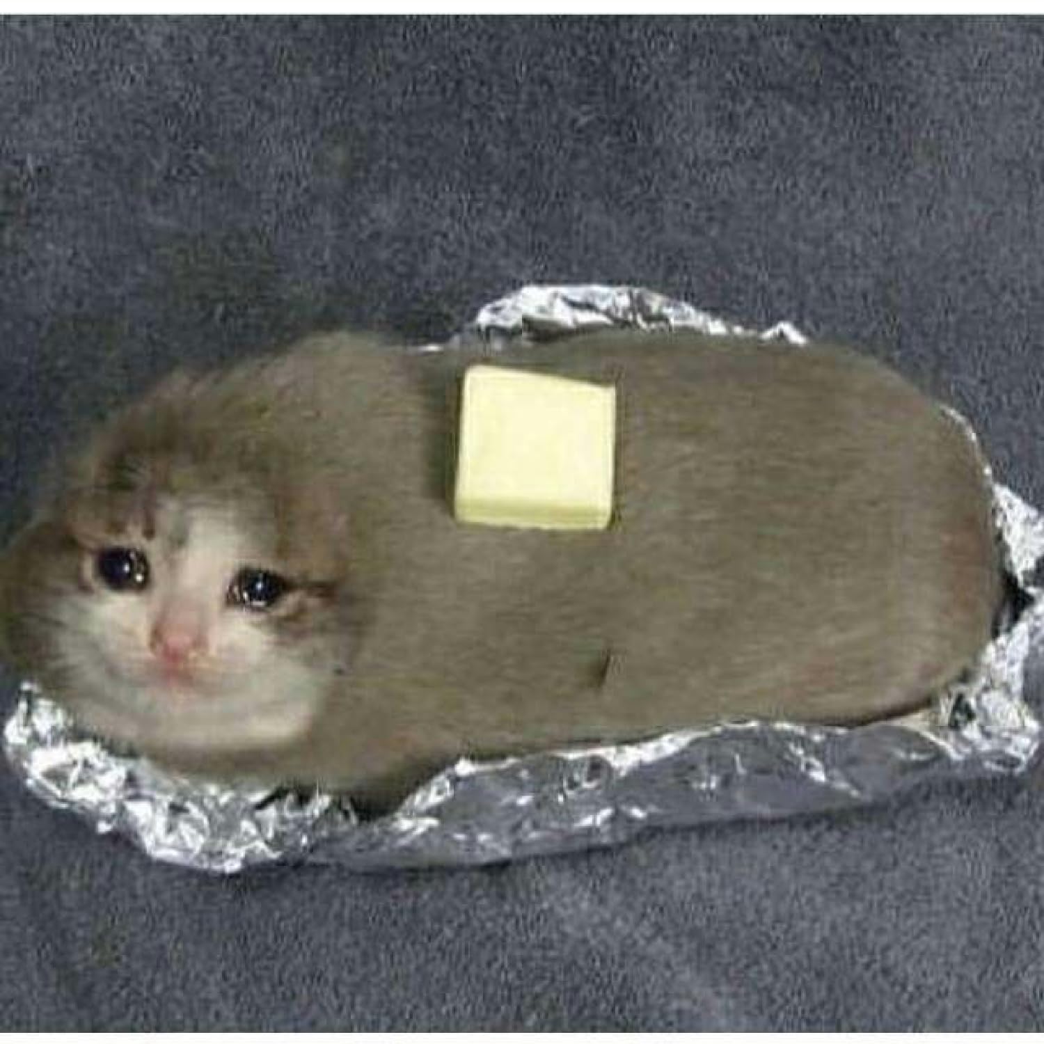 Butterkatze