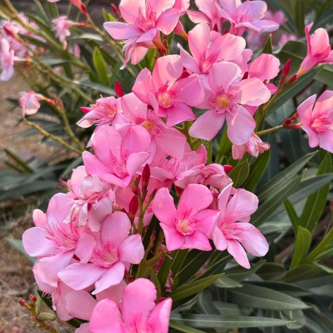 Set 2 Live Pink Oleander Plant, 4 to 6 Inch Tall, Oleander Plants Live, Flowering Shrub with Fragrant Pink Blooms
