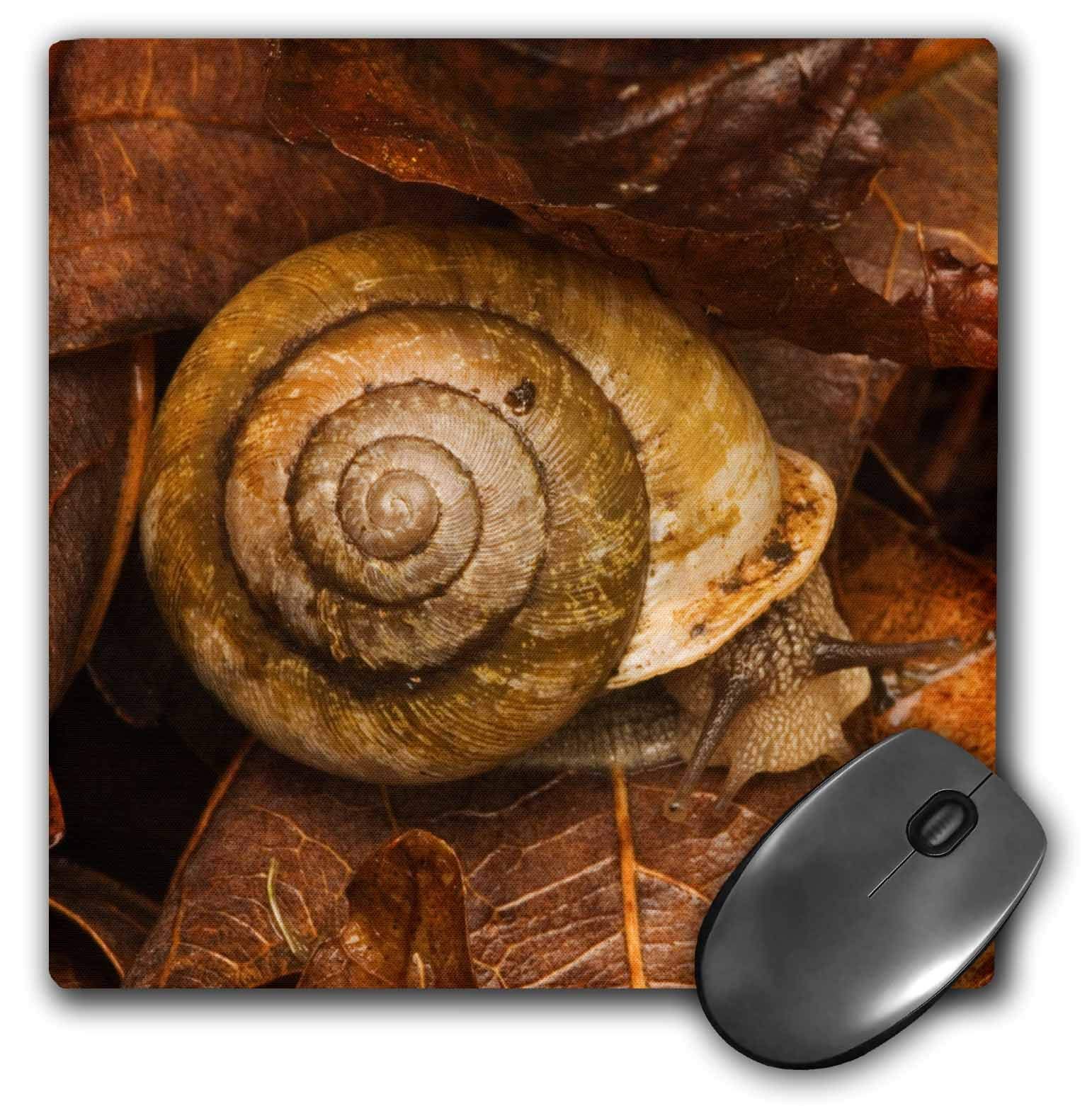 GlobalNiche® LLC 8 x 8 x 0.25 Inches Great Smoky Mountain National Park Snail Joanne Wells Mouse Pad (mp_89369_1)