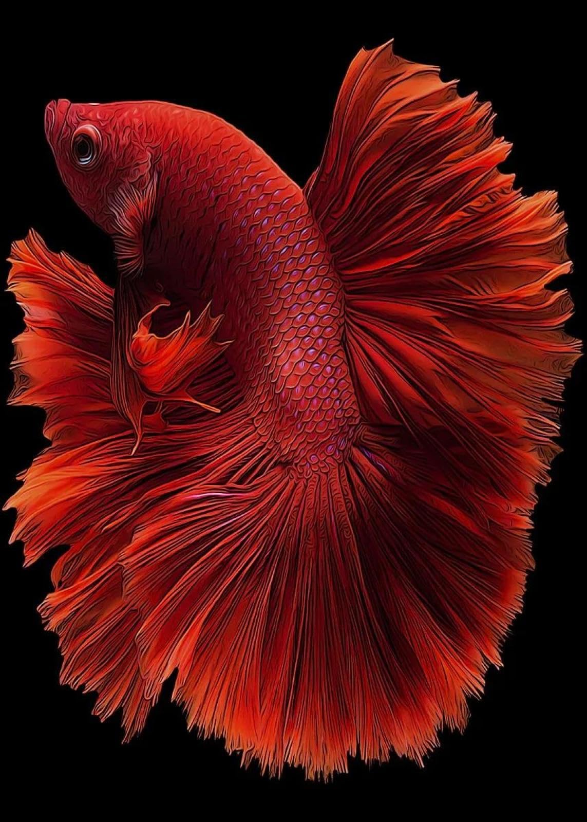 Baibexing Abstract Colorful Fish Koi Poster Prints Canvas Painting Wall Art Pictures Home Decor A5 40X50Cm Unframed