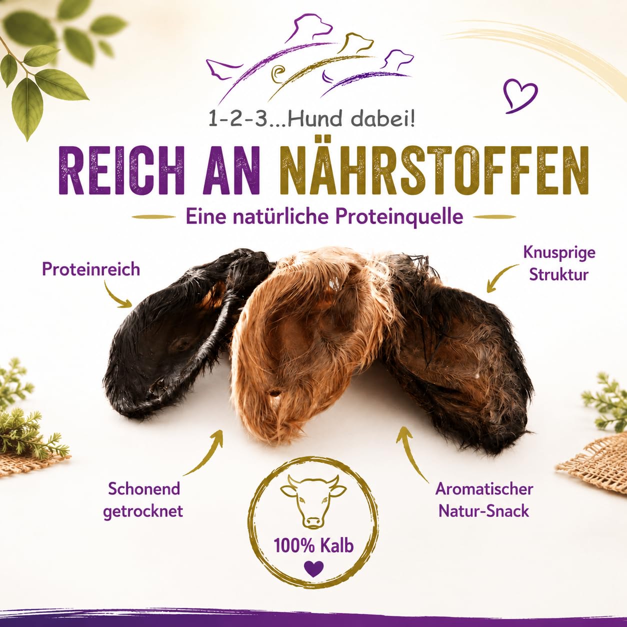 Orejas de ternero/vacuno con concha y piel XXL, secado suave, bien tolerado, limpieza gastrointestinal natural (100)