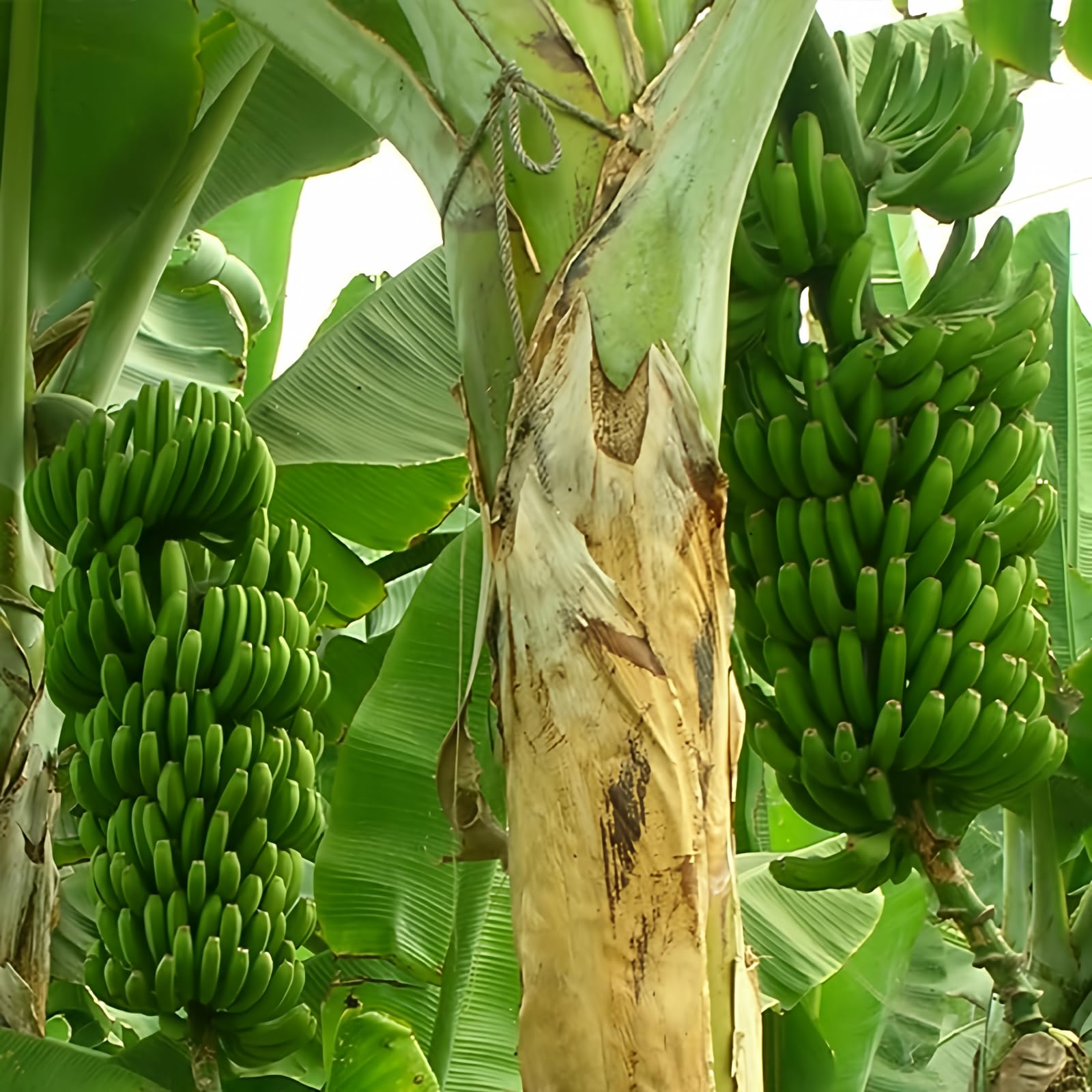 Amazon.com : Wild Banana Tree Seeds for Planting - 10 Seeds - Musa  acuminata : Patio, Lawn & Garden