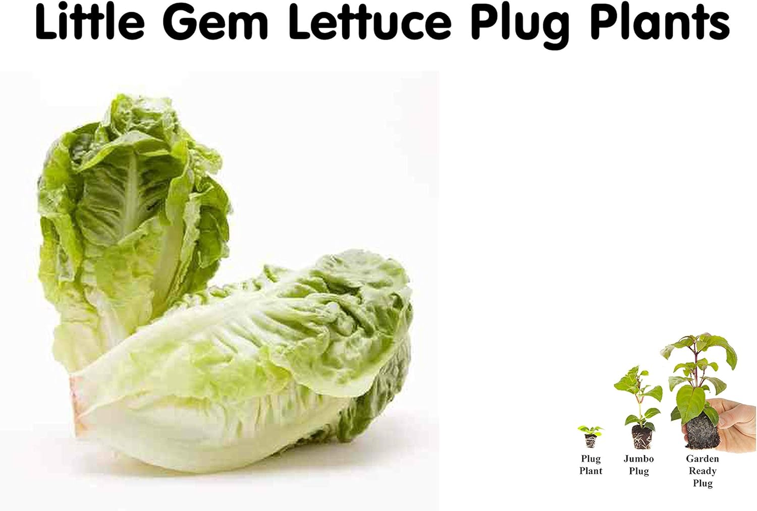12 x Little Gem Lettuce Plug Plants Mini Plug Plants (one Fixed P&P) (Tomato, Cucumber