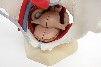 Amazon.co.jp: 男女の骨盤構造を比較できるセット，骨盤底筋や骨盤内