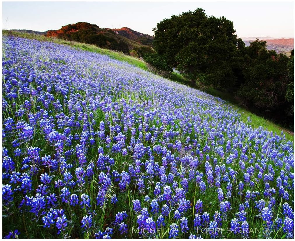 4000 California Native Bluebonnet Wildflower Seeds - Lupine Nanus