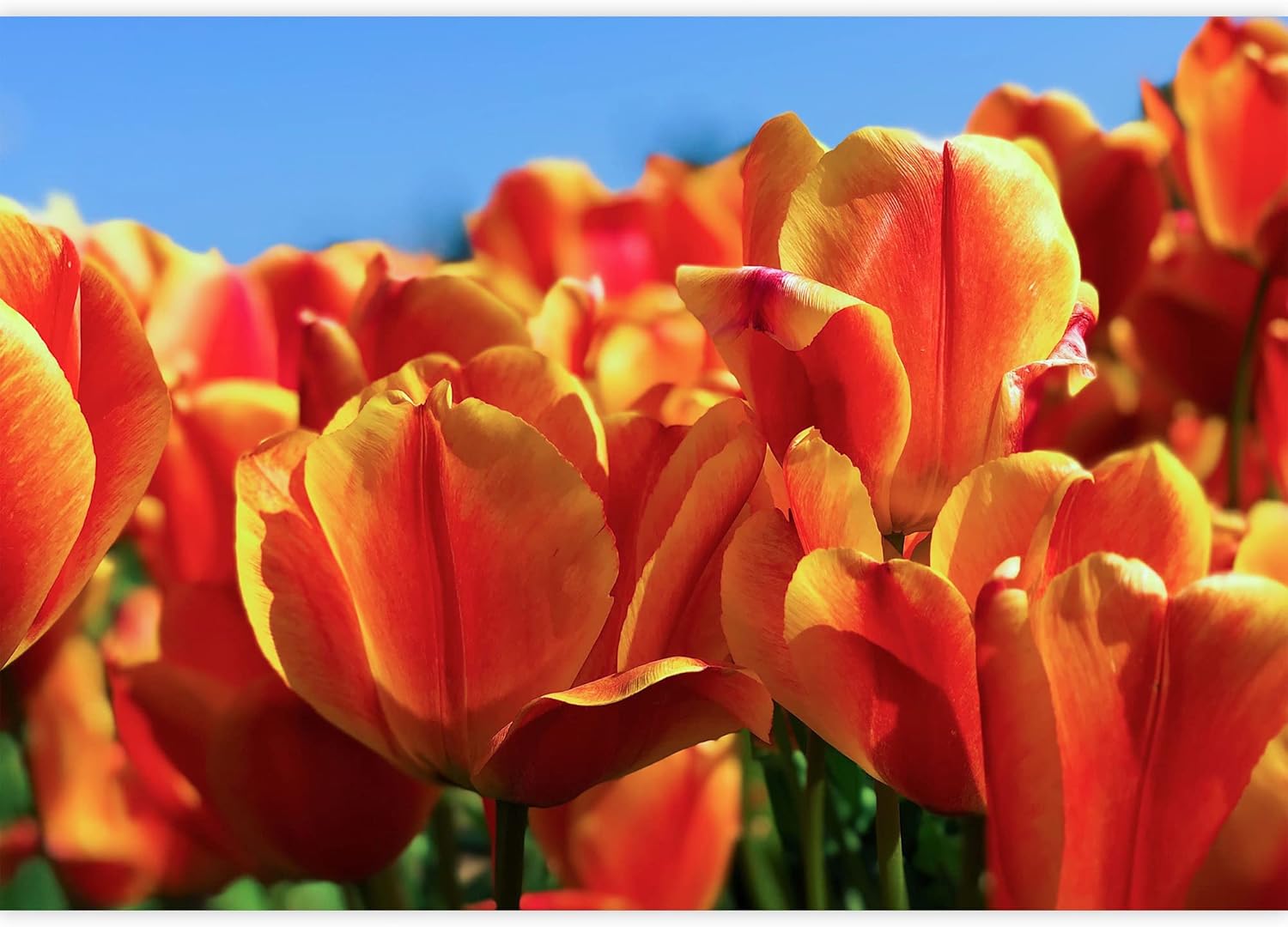 wall26 Removable Wall Sticker/Wall Mural Vibrant Orange Tulip Flower Garden Nature Wilderness Photography Realism Floral Landscape Decorative Botanical for Living Room, Bedroom, Office - 66"x96"