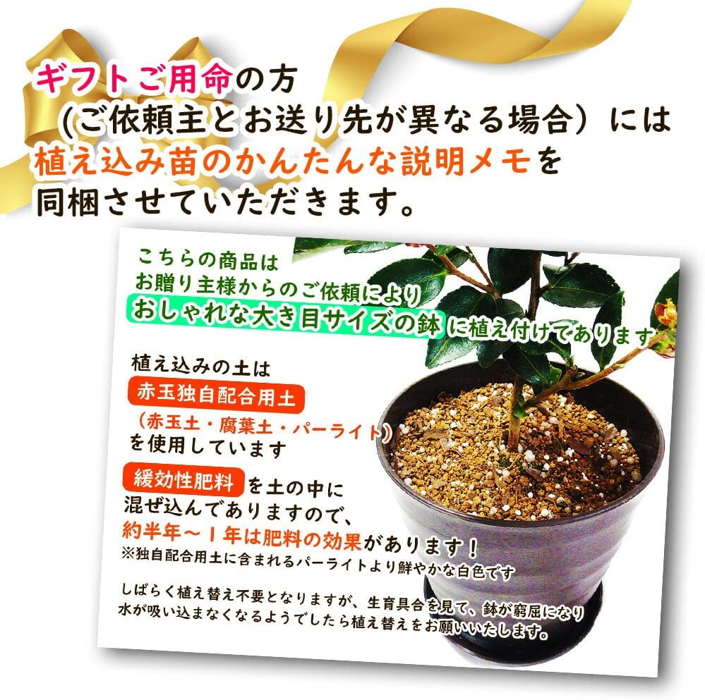 【 植え替え不要 】選べる鉢色 ギンモクセイ 【 銀木犀：ブラウン 】 植え込み苗６号鉢 樹高約40cm キンモクセイ ギンモクセイ