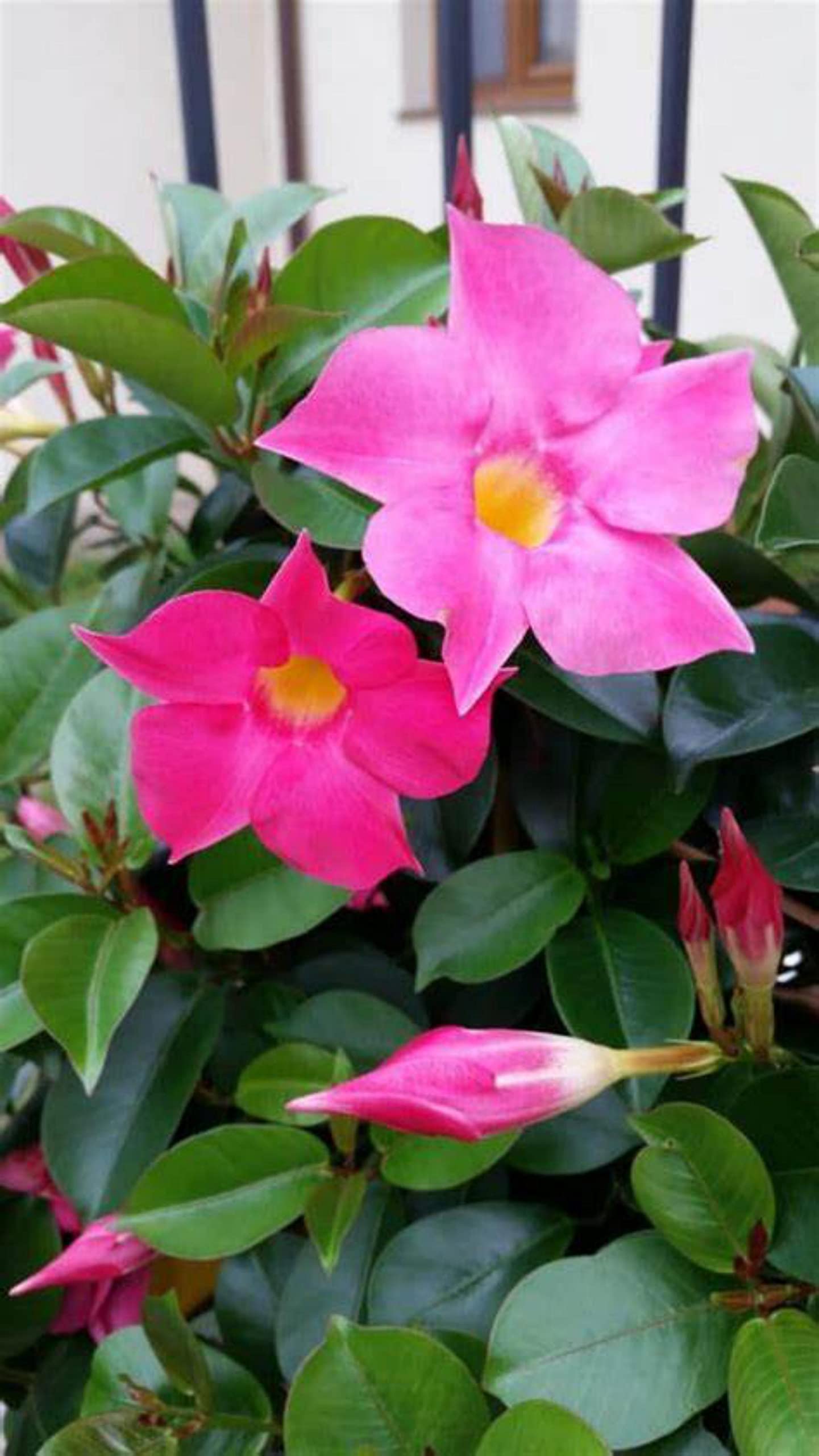 FasanGreen Mandevilla Flower Outdoor Plant with Plastic Bag (Pack of 1)(FG_1011) (B0BV6W1VZY) Amazon Price History, Amazon Price Tracker