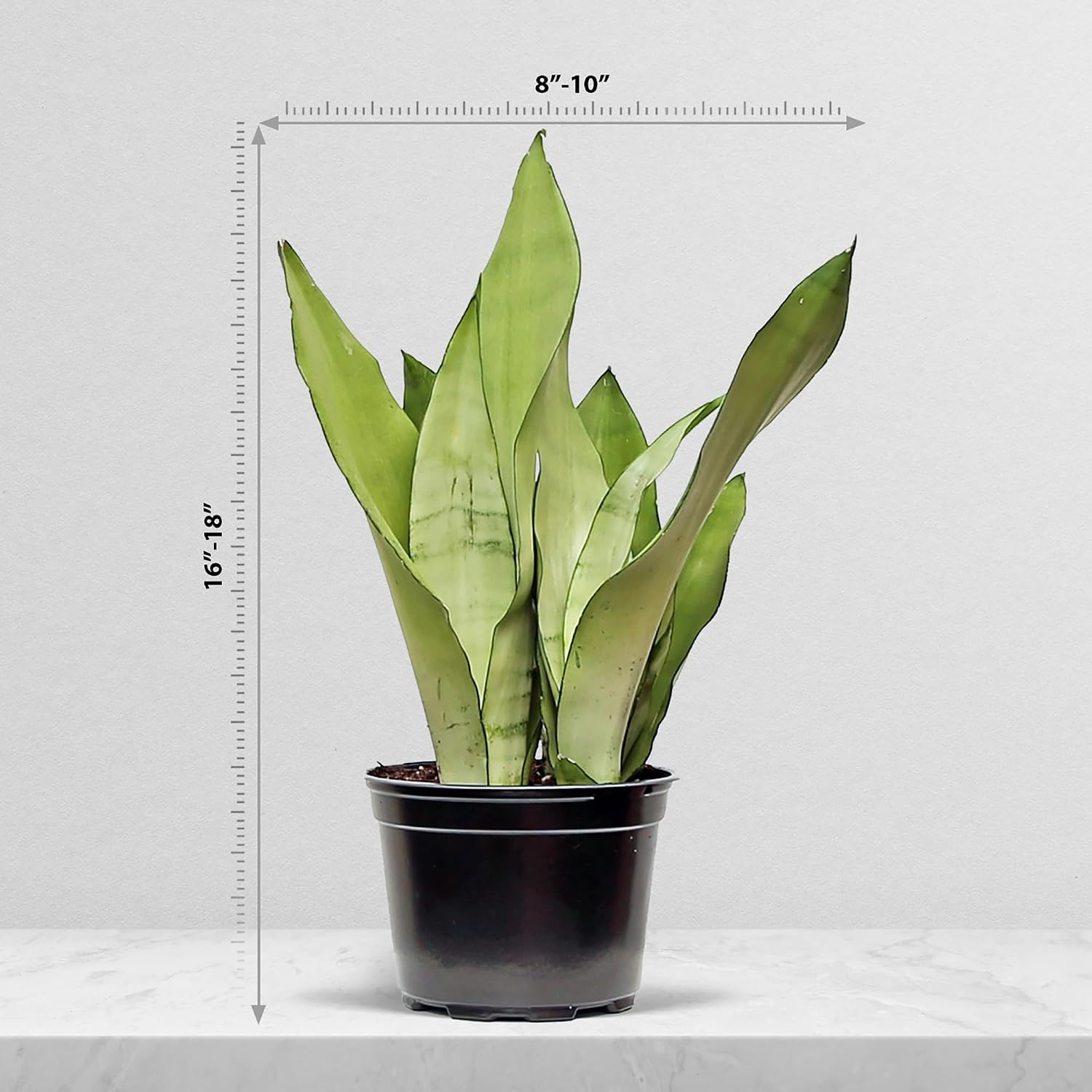 Live Snake Plant, Sansevieria Moonshine, Indoor Potted Plant, Housewarming Gift, Fully Rooted Houseplant, Office Gift, Birthday Gift, Plant Mom Dad Gift, Thank You Gift in 6" Pot
