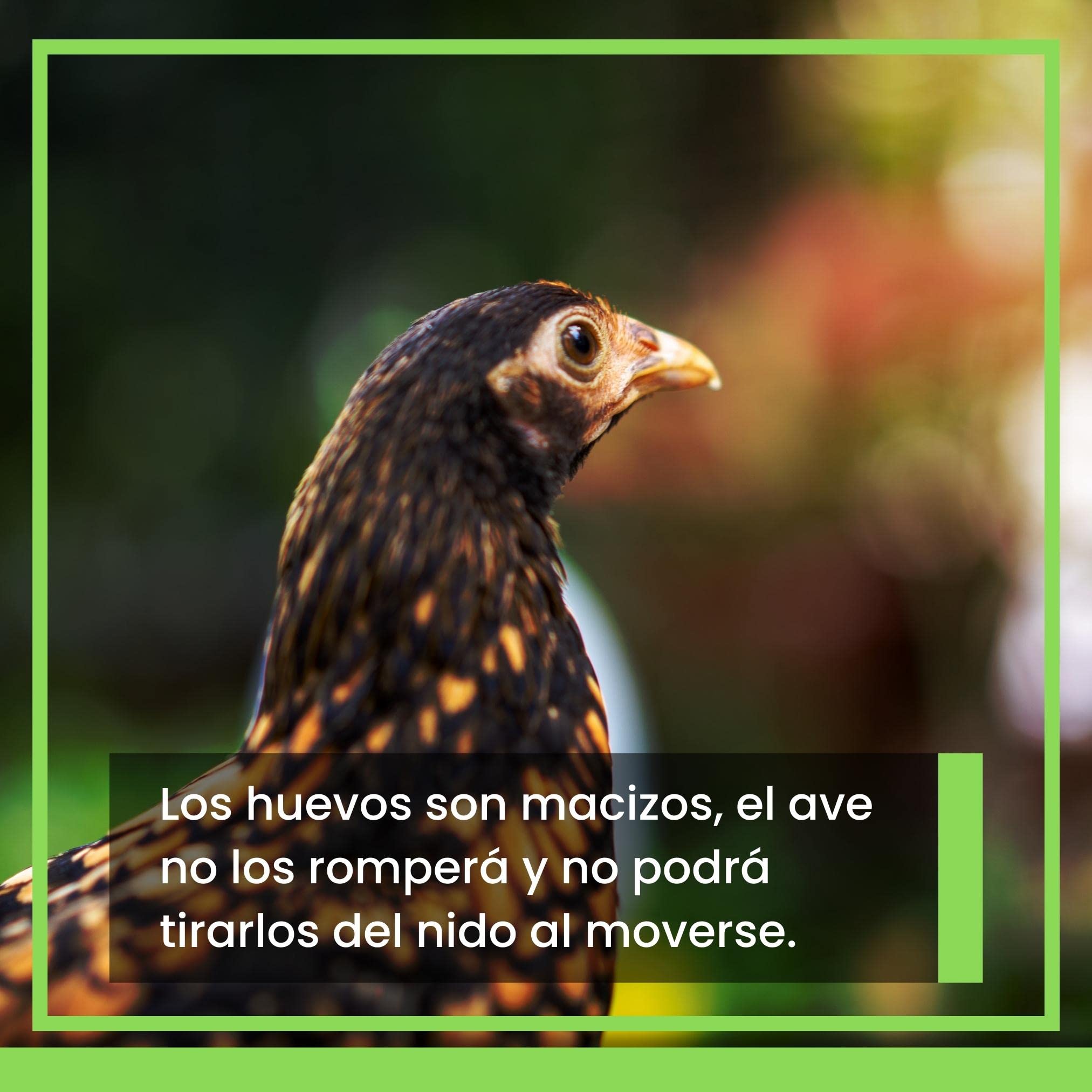 FINCA CASAREJO Huevo Falso Macizo Gallina Enana (6 szt.)