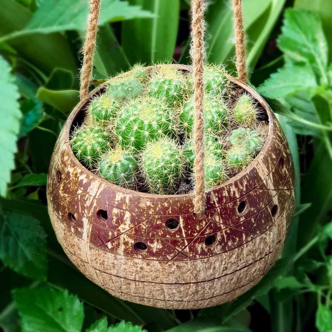 Rainforest Bowls Set of 4 Hanging Stripes Coconut Planters w/Drainage Hole- Perfect for Succulents, Flowers, Small Plants, Indoor & Outdoor Gardens- Handcarved by Artisans, Eco-Friendly & Sustainable