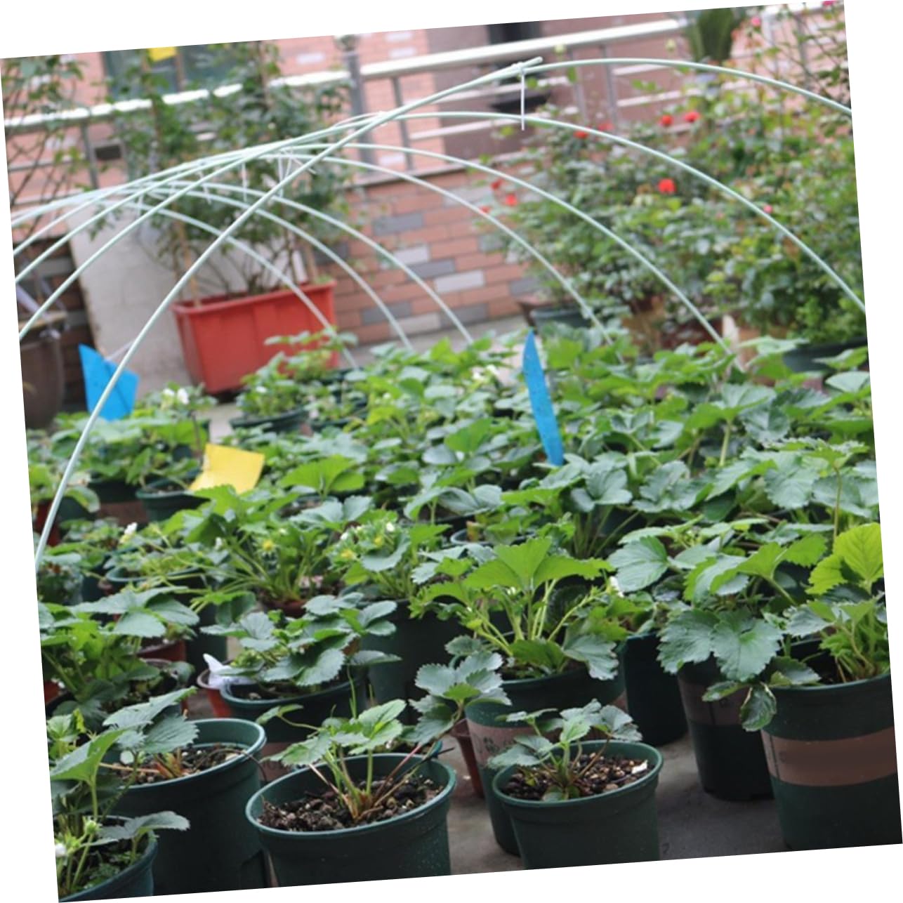 Arceaux de Jardinage 6 Pièces en Fibre de Verre pour Tunnel