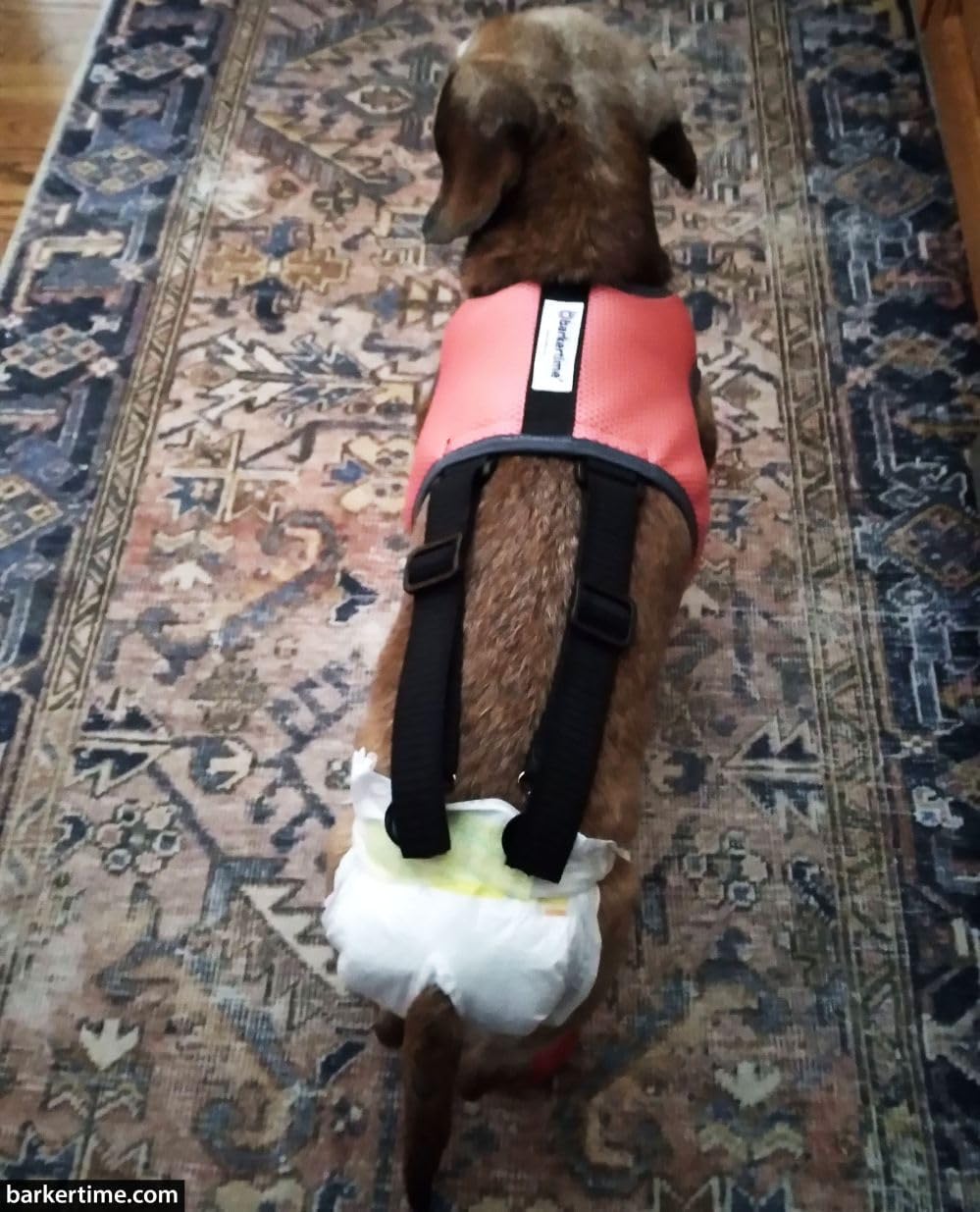 Dog Diaper Suspender Harness - Pink Salmon Mesh Diaper Suspender Harness to Keep Dog Diapers On, XS - Made in USA