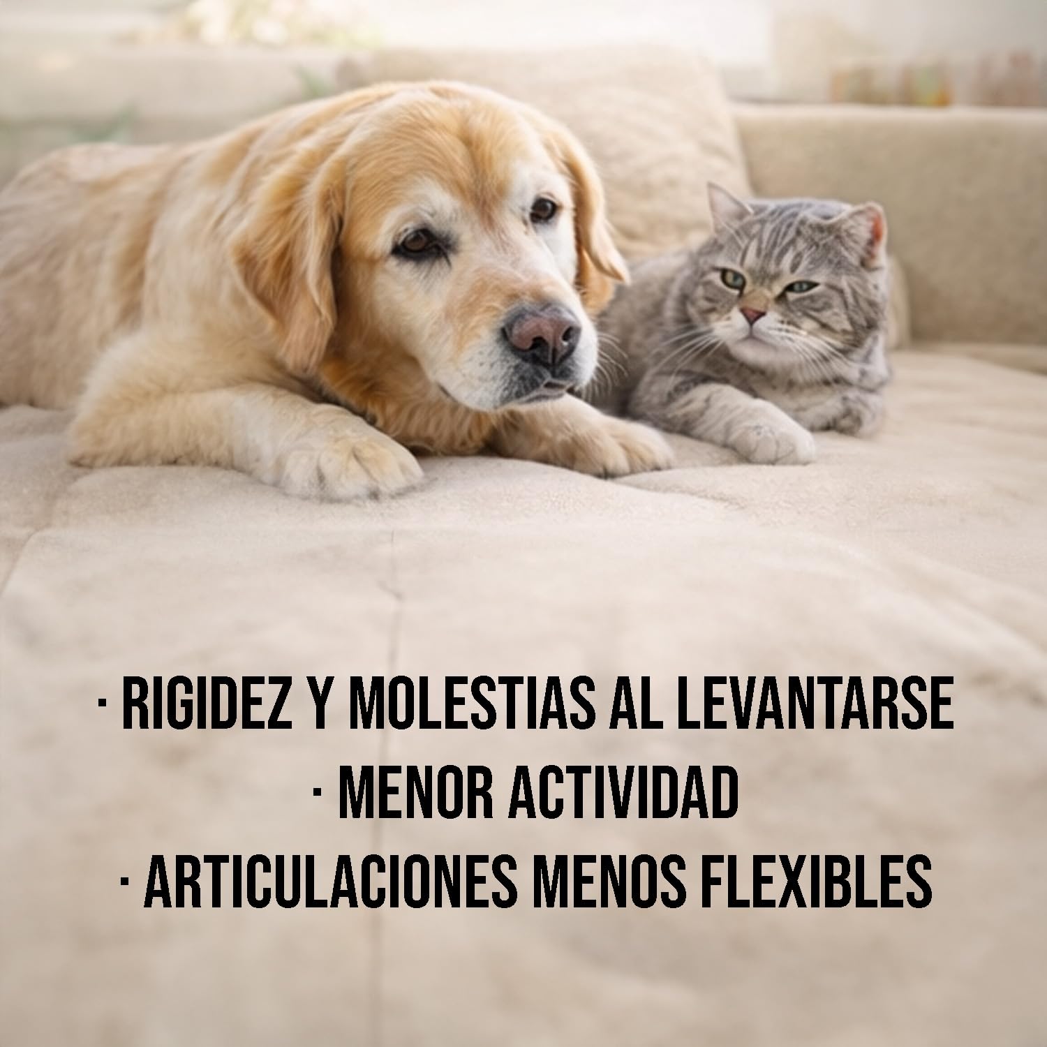 Laboratorios Pino Pinoquin Senior Condroprotector para Perros y Gatos Senior con Glucosamina, Condroitina, MSM, Harpagofito, Colágeno y Ácido Hialurónico, 350 Comprimidos