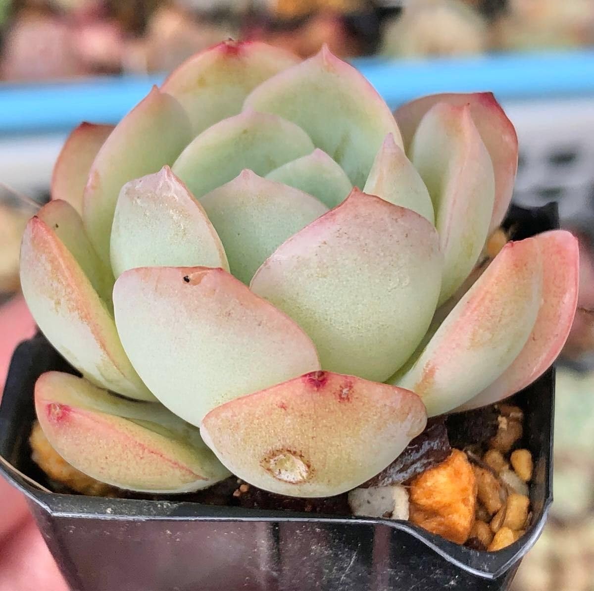 Amazon.co.jp: ストロベリーアイス 抜き苗 エケベリア 多肉植物 : DIY