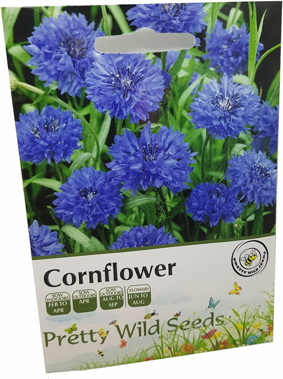 Cornflower Annual Wild Flower Seeds in Pictorial Packet from a UK