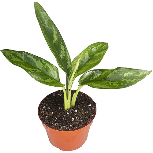 Agloenema Chinese Evergreen - 4'' from California Tropicals