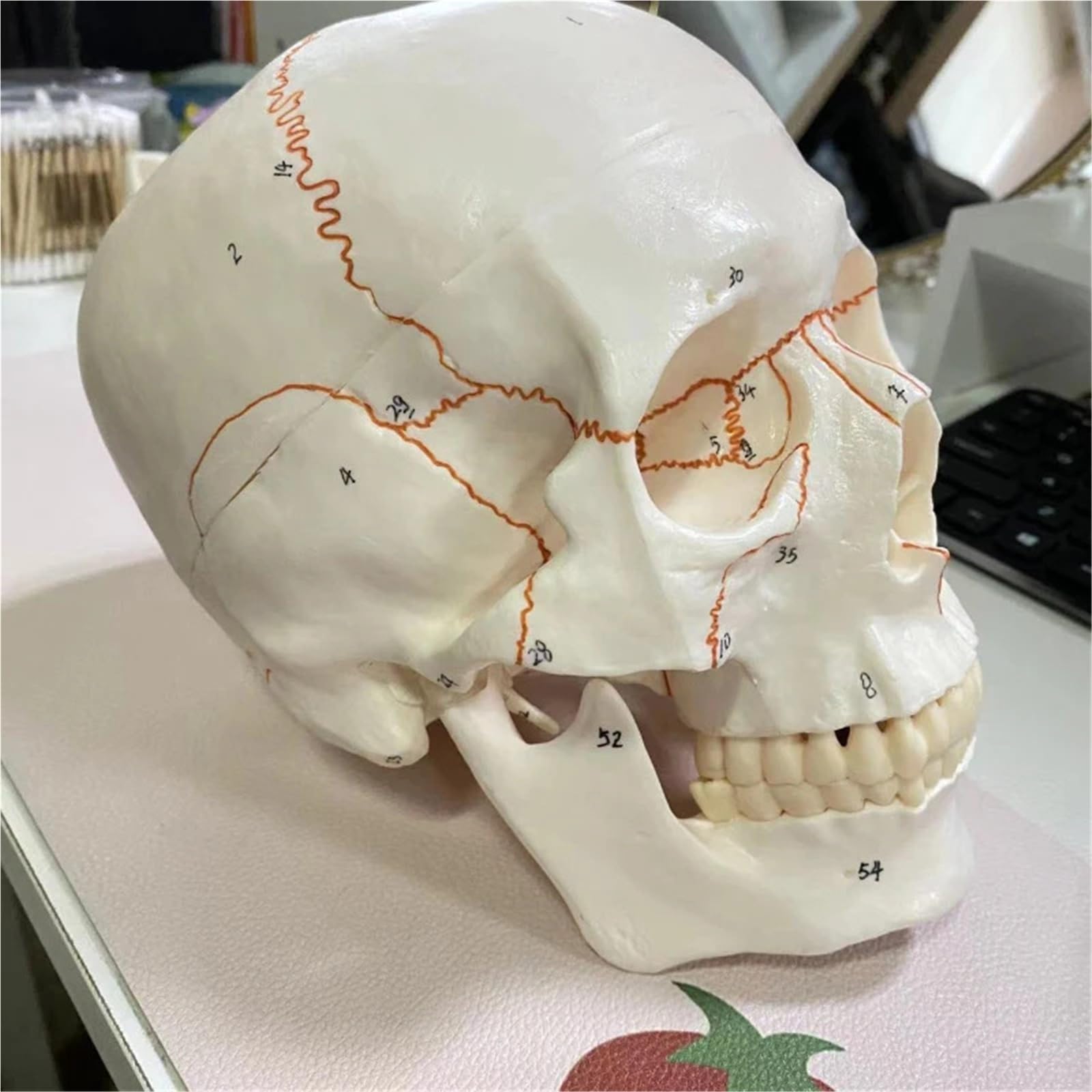 Cabeza de esqueleto anatómico de calavera humana de tamaño real con herramienta de estudio de división de 3 partes