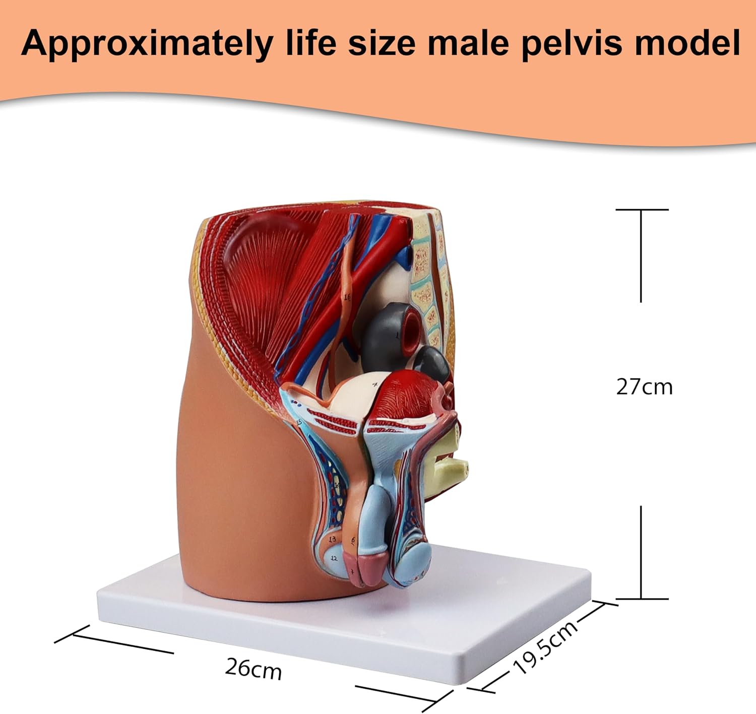 Vision Scientific VAO431-N Male Pelvis - 4 Parts, Magnetically Connected