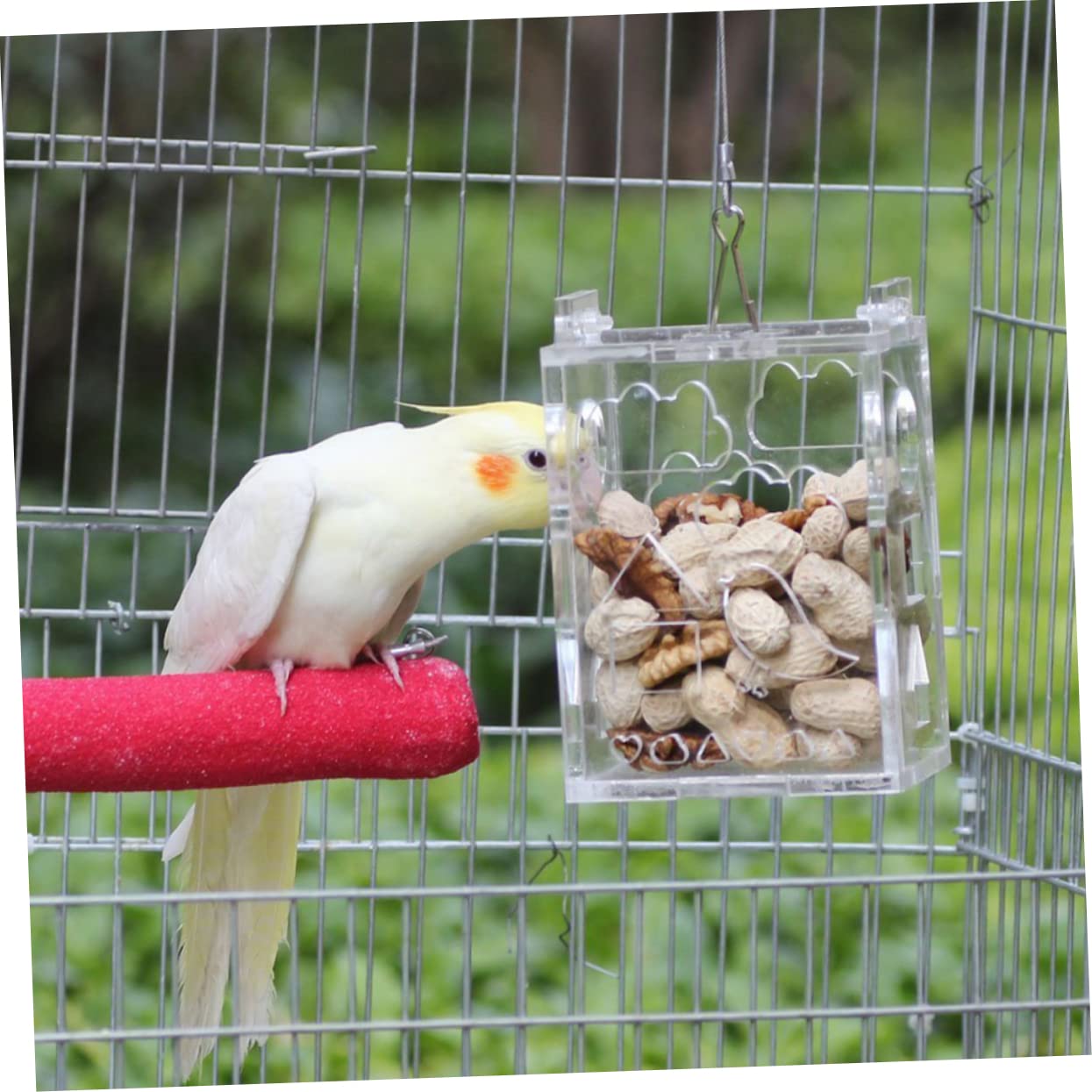 Sosoport 3pezzi Mangiatoia Per Uccelli Acrilico Gioco Intelligente Per Pappagalli e Piccoli Uccelli Foraging Toy Per Attività e Divertimento Resistente e Portatile