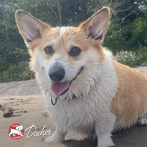 Miniatura 8 de Fromm Four-Star Nutritionals - Alimento para perros con pescado blanco y patata, alimento seco prémium para perros, receta de pescado blanco, 26