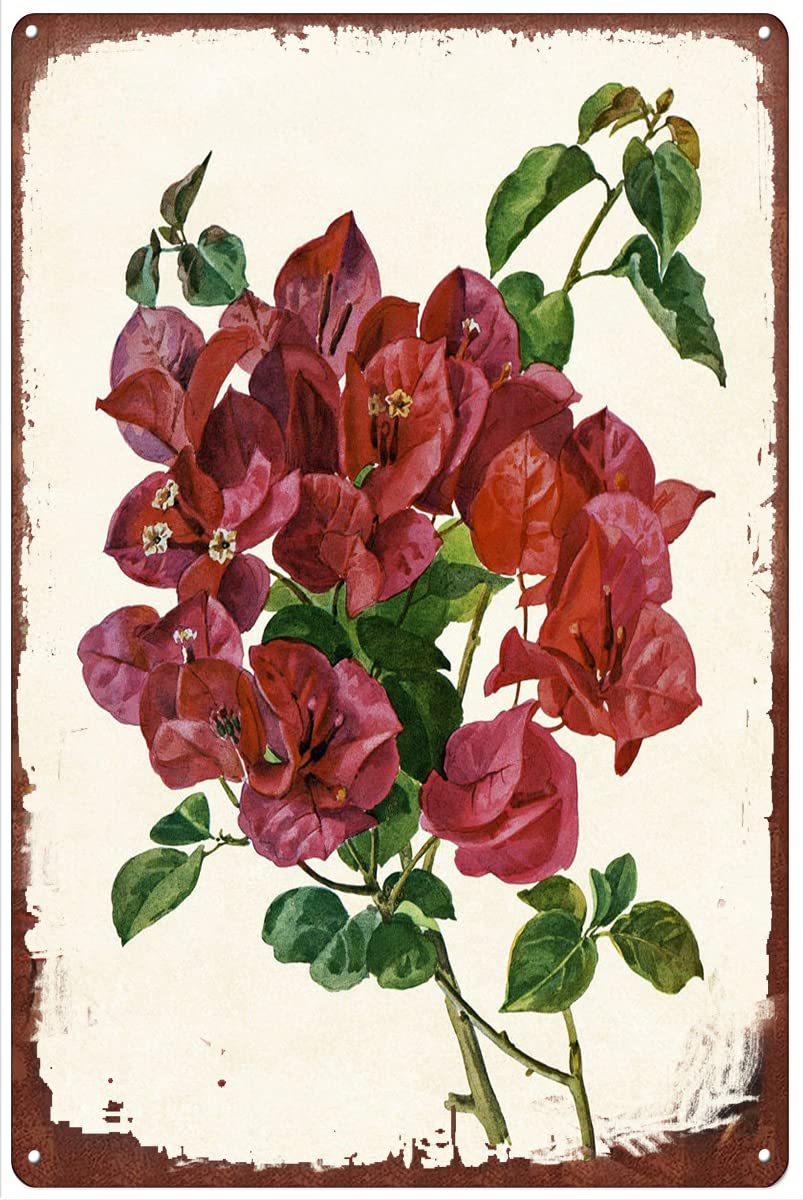 Pibonto Men's Wall Art Red Bougainvillea Vintage Botanical Watercolor Metal Tin Sign Artwork Signs For Home Novelty Metal Tin Signs Retro Plate Desserts Shop Cafe Decor Farmhouse Sign Gift For 8X5.5 Inch