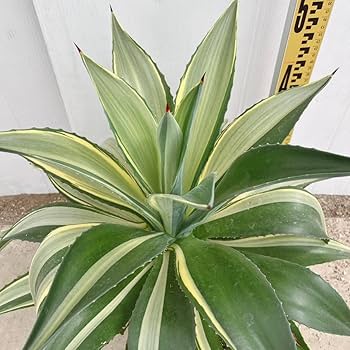 Amazon.co.jp: アガベ デスメティアーナ ジョーホーク 斑入り 約