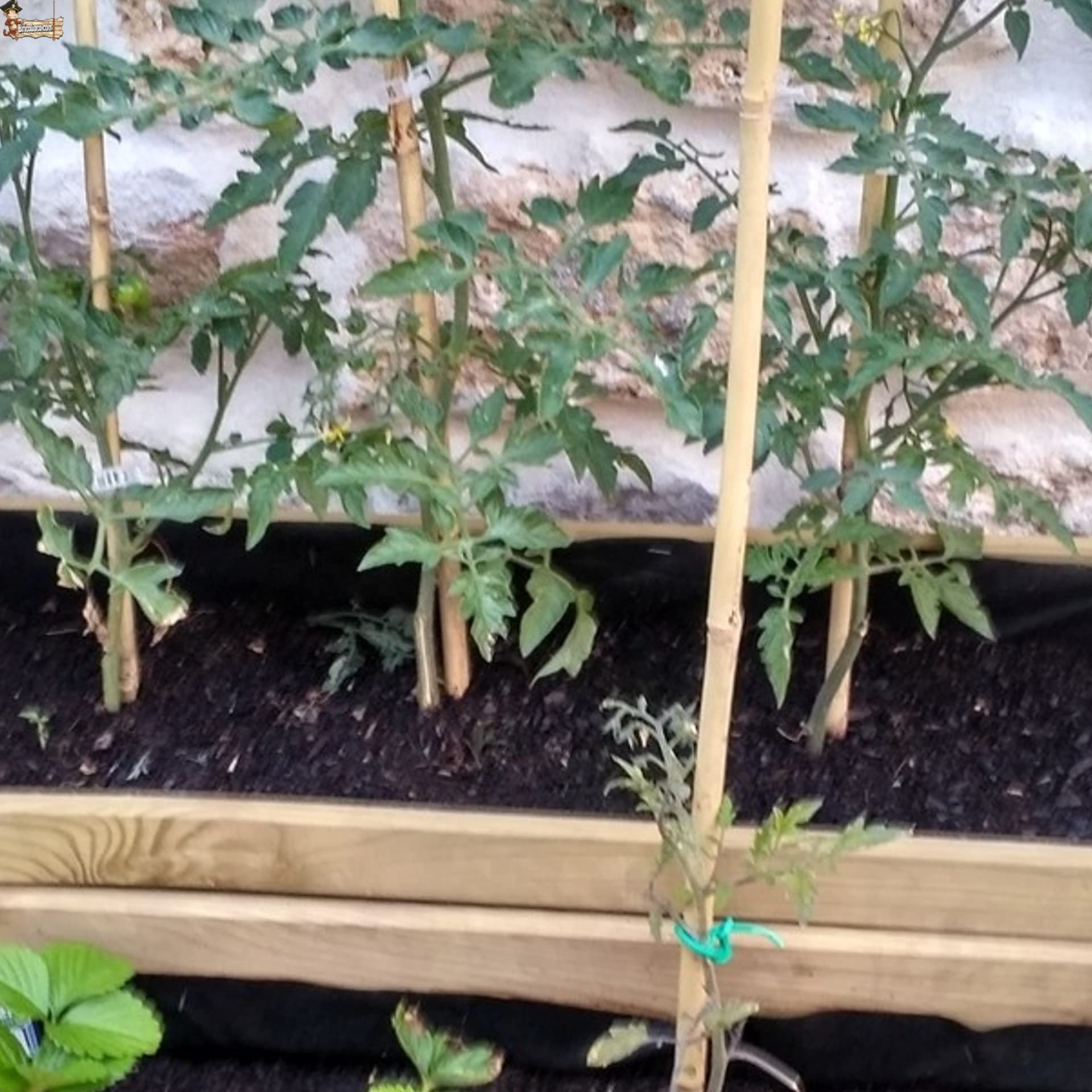 BricoLoco.com Tutores de Madera para Plantas. 25 uds. de 1,80 MTS. Caña Varilla Tutor caña de bambú Redondo para Soporte, guiar y entutorar árboles, Plantas, Tomates. (25, 1,80 MTS, Ø 16/18 mm)