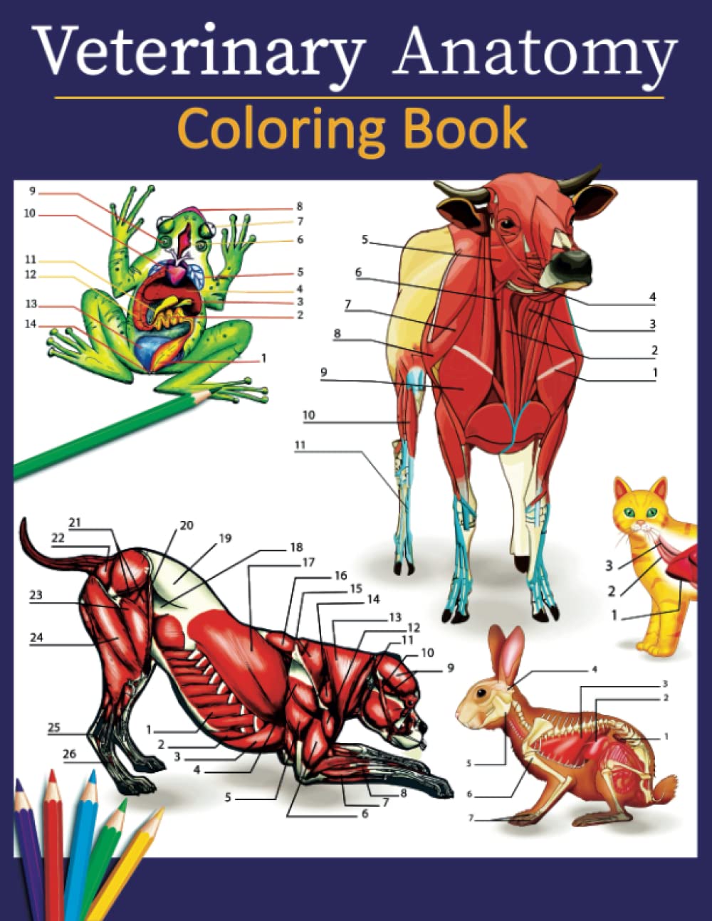 Veterinary Anatomy Coloring Book: zoology and veterinary coloring book for Vet Students and Zoology lovers (Anatomy world)