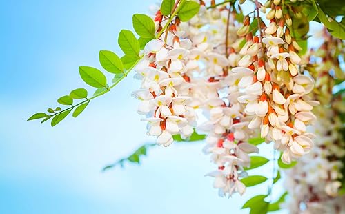 100 semillas de langosta negra en flor para plantar - Robinia pseudoacacia