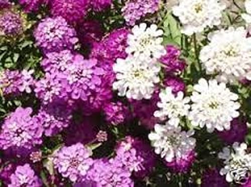 Miniatura 2 de Candytuft, semillas de mezcla de hadas enanas, 100 semillas, hermoso rosa, lavanda, flores blancas