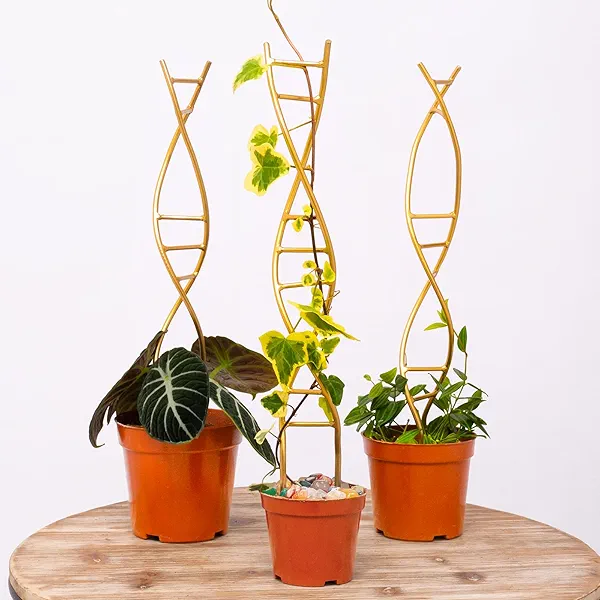 Yohsnor 3PCS DNA Plant Trellis Indoor and Outdoor - Lightweight Metal Trellis for Potted Plants, Hoya & Pothos Climbing Support, Artistic Geometric Design, Durable & Easy Installation