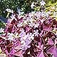 14+ Bulbs Purple Shamrocks Oxalis Triangularis Lucky Lovely Flowers Bulbs Grows for Planting Indoors or Outdoors