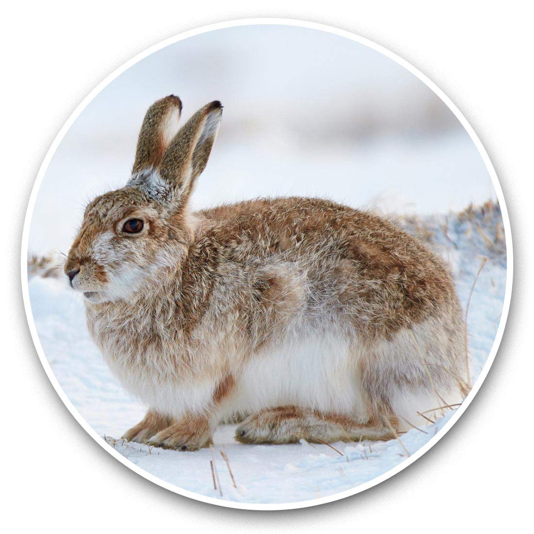 Destination Vinyl Ltd Mountain Hare Cairngorms Scotland Rabbit 45796 2 X 7.5Cm Vinyl Stickers - Mountain Hare Cairngorms Scotland Rabbit Decals 45796