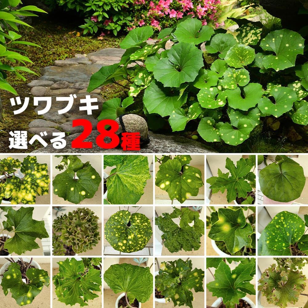 Amazon.co.jp: [World Fantasy Garden] 苗 ツワブキ 磯返し 4号 【お