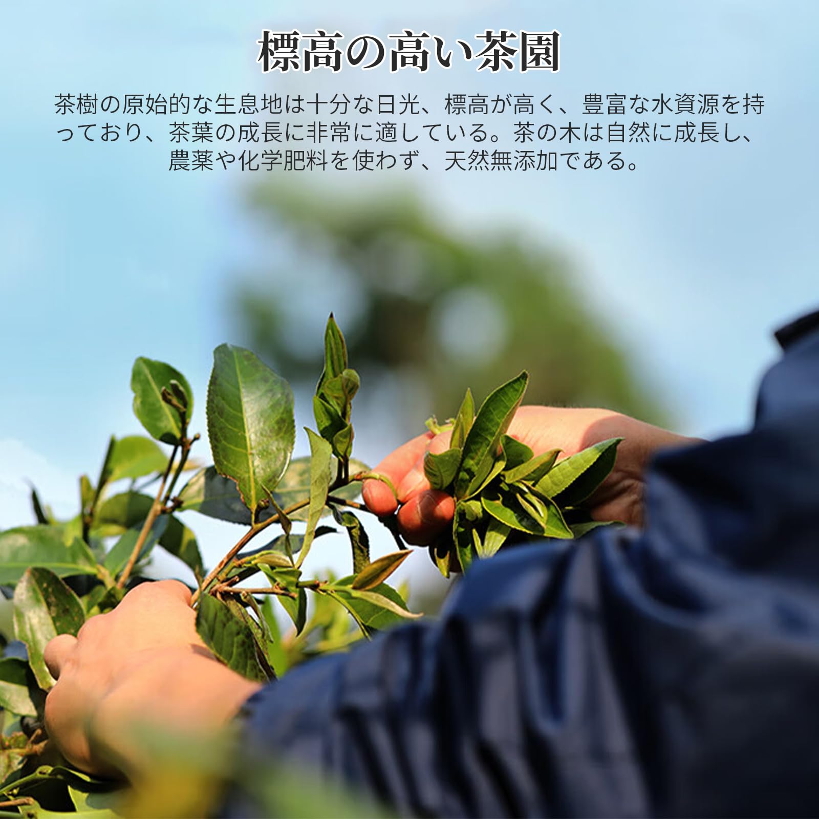 Amazon.co.jp: 煕渓 プーアル茶 茶葉 普洱茶 特級 普洱茶砖 プーアル熟
