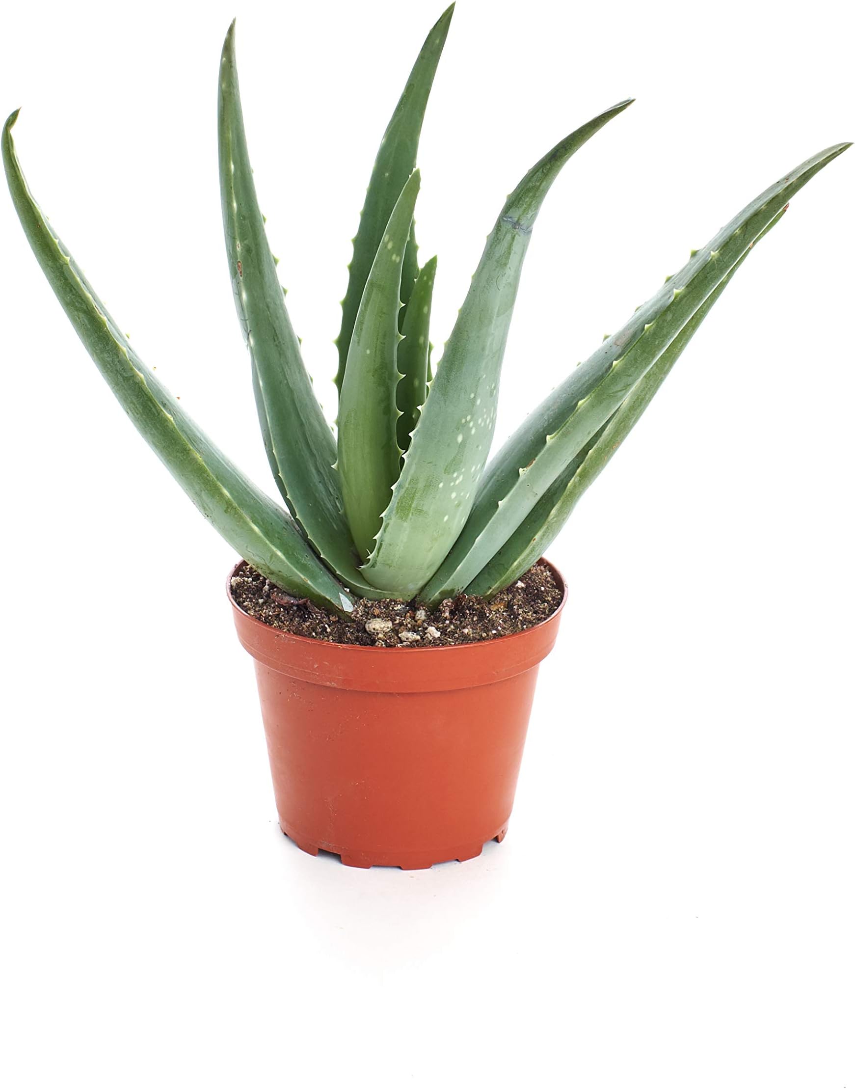 Shop Succulents Aloe Vera Succulent Plant, Hard to Kill Plants, Fully Rooted Live 4" Succulent Plant, Low Maintenance Indoor Plant, Hardy Trailing Succulents, Gift & Garden
