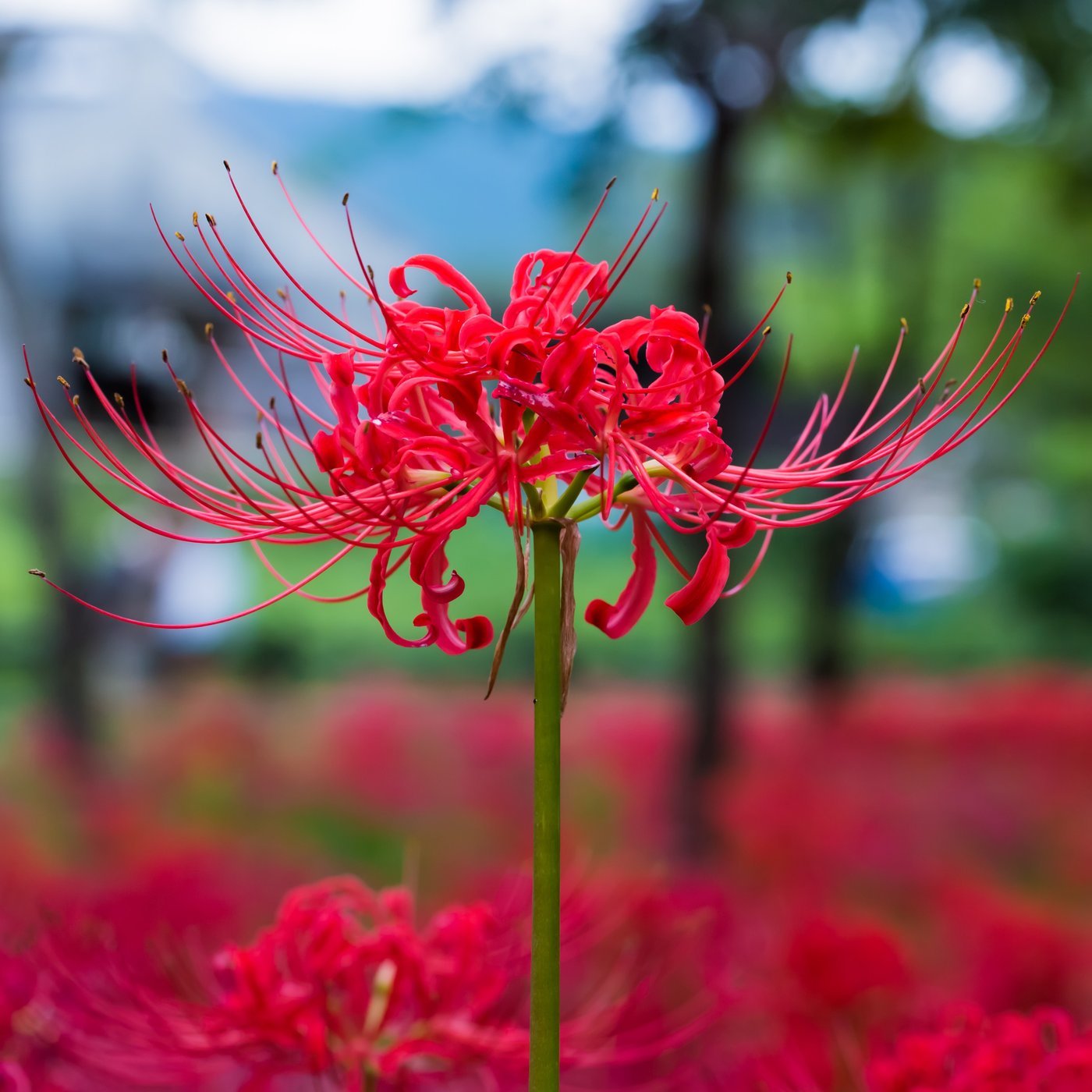 Spider Lily Bloom